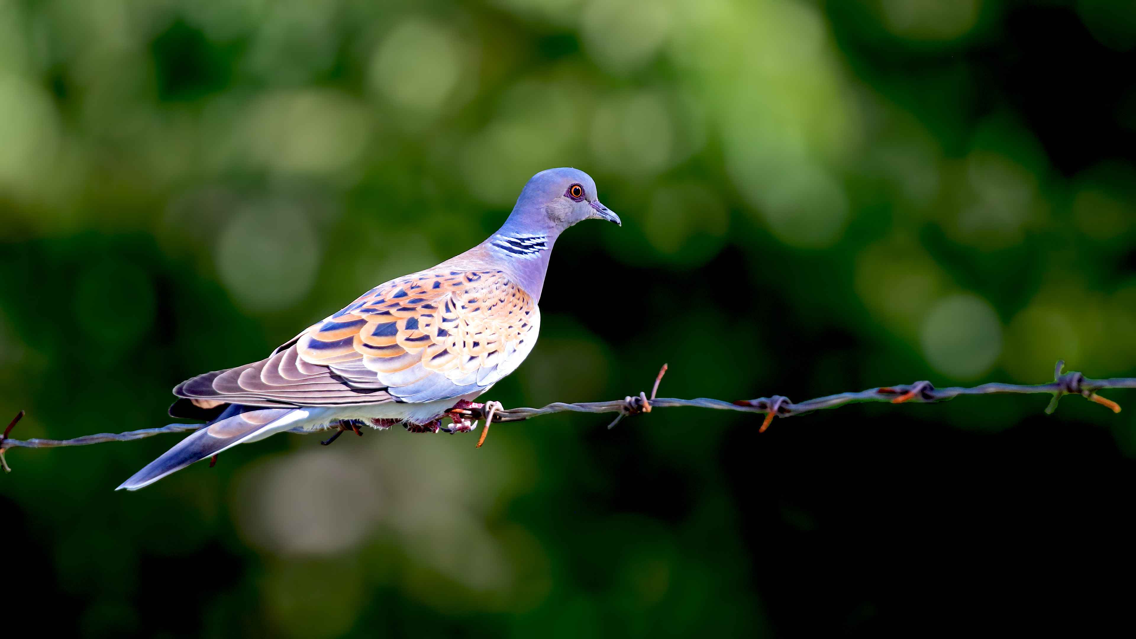 European Turtle-Dove